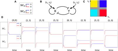Correspondence between multiple signaling and developmental cellular patterns: a computational perspective